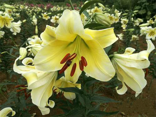 肆意綻放的百合花