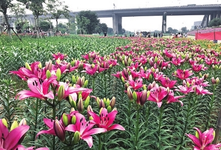 百合將進入盛花期
