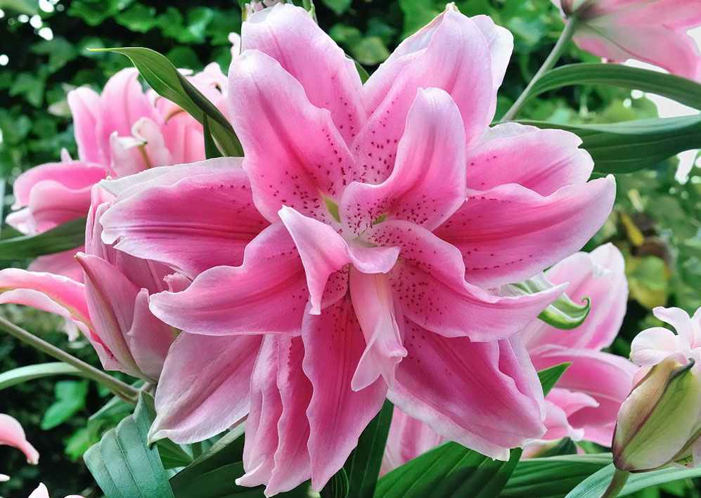 百合種球生長期管理要點(diǎn)