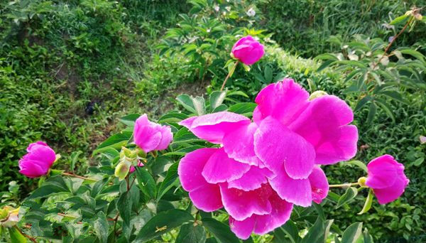 芍藥花