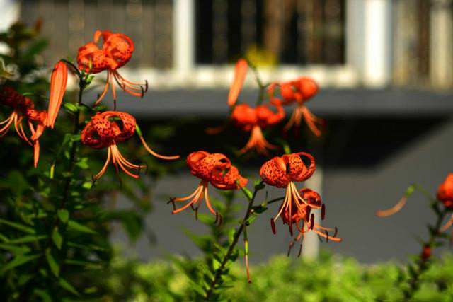 百合花