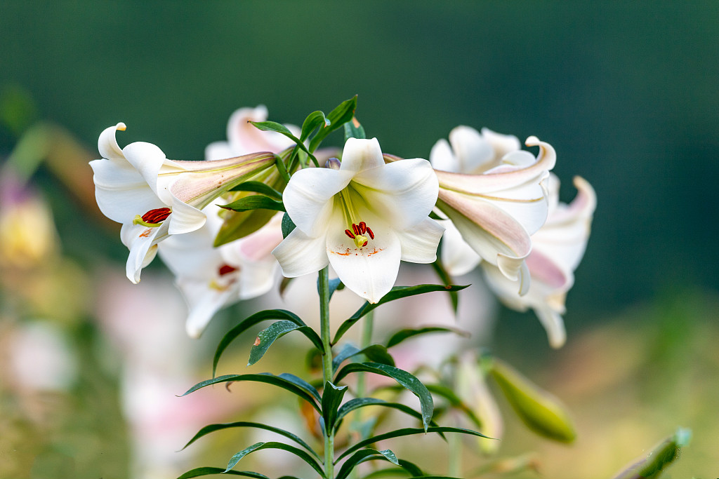 百合花盛開(kāi)
