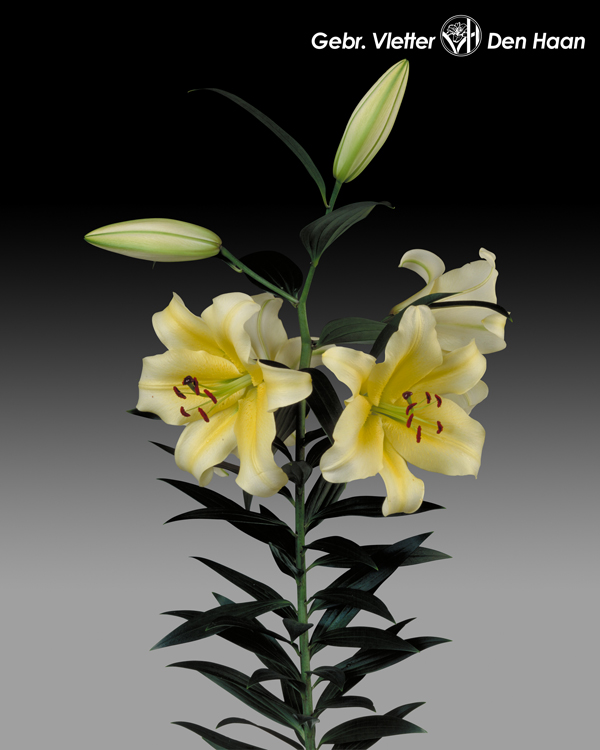Conca d'Or 木門