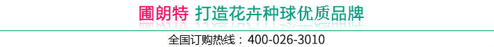 選擇圃朗特 就選擇了高品質(zhì)的種球