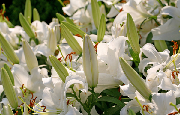 百合花