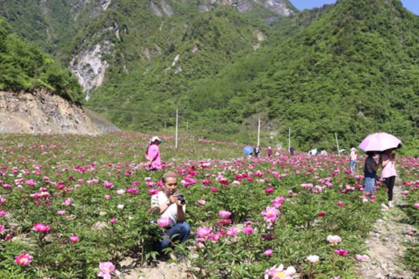 游客在芍藥花叢中拍照合影 游客在芍藥花叢中拍照合影