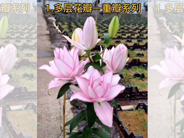 百合品種-阿洛斯卡