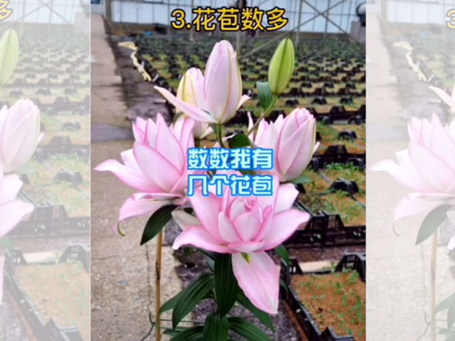 百合品種-阿洛斯卡