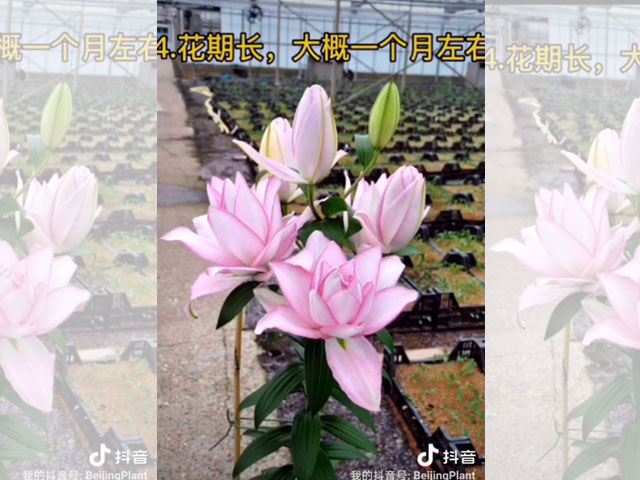 百合品種-阿洛斯卡