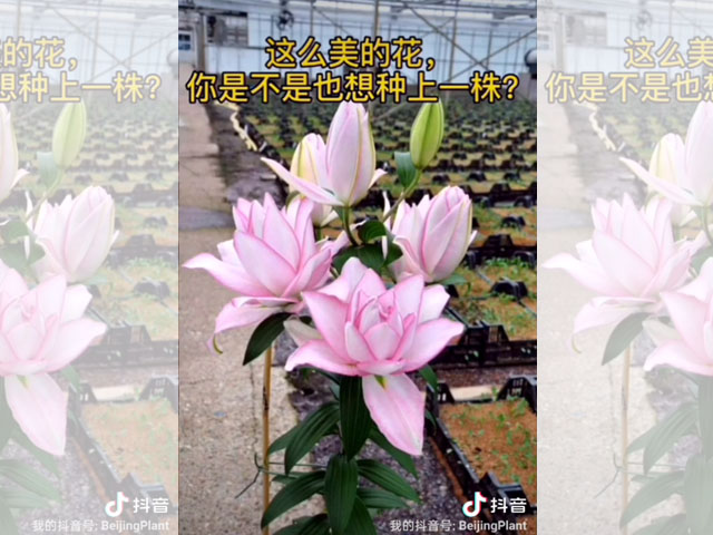 百合品種-阿洛斯卡