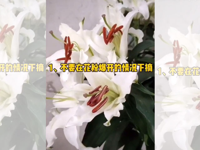 百合花花蕊的處理