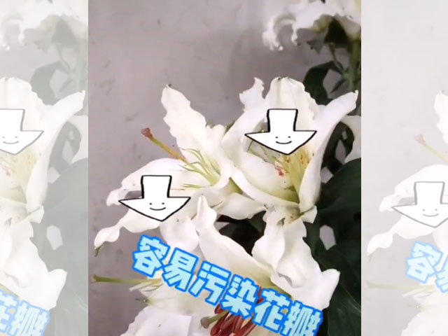 百合花花蕊的處理