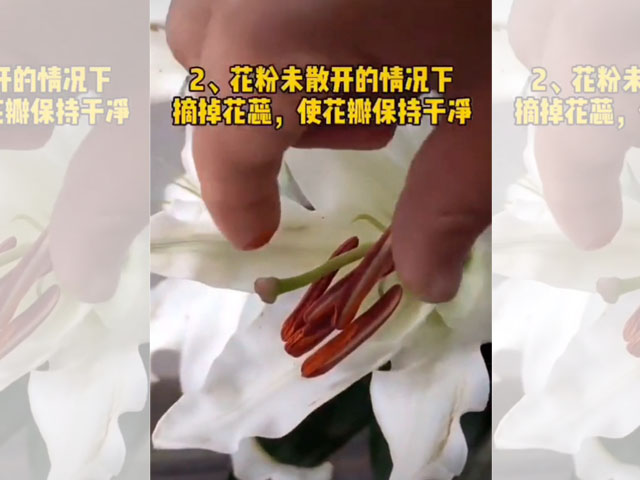 百合花花蕊的處理