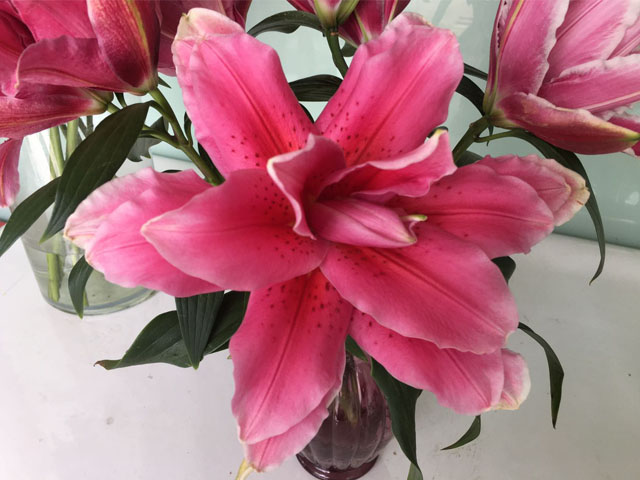 百合球種子種植深度
