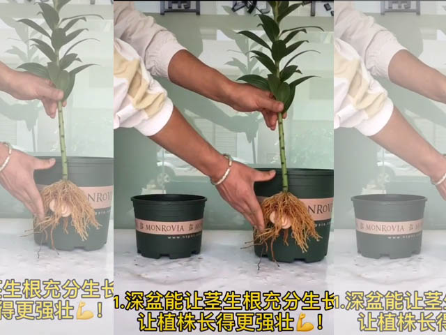 深盆能讓莖生根充分生長(zhǎng)，讓植株長(zhǎng)得更強(qiáng)壯