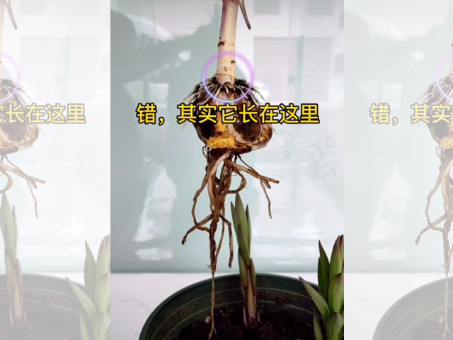 百合植株莖生根