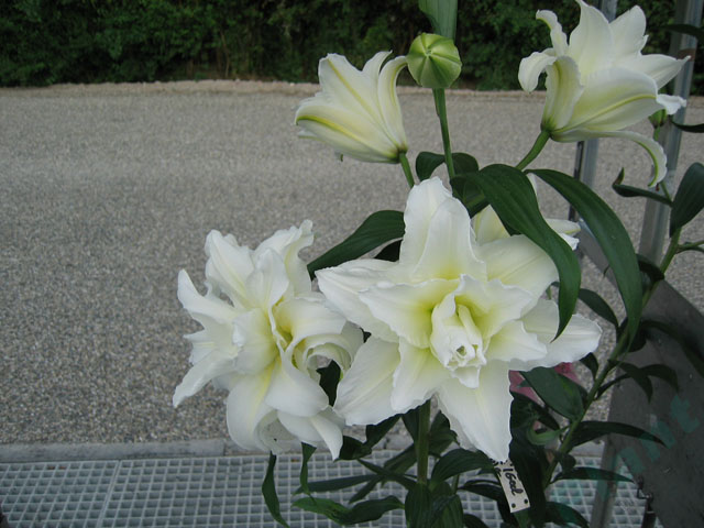 百合種球開花啦 百合種球開花啦