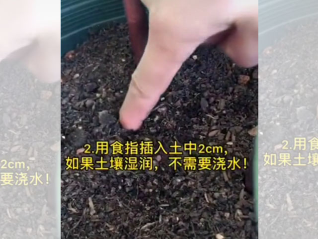 百合日常澆水，你做對(duì)了嗎？