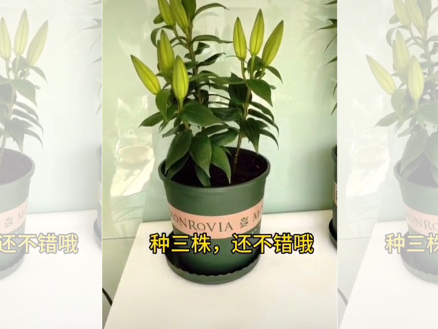 種三株還不錯哦