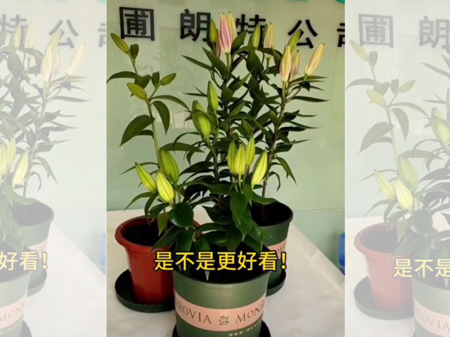 百合花適合群種