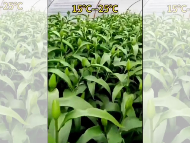 最適合種植百合的溫度