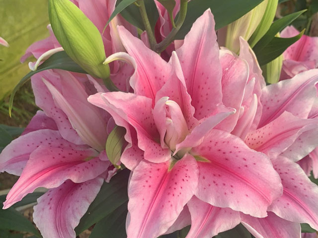 百合花種球的批發(fā)價格是怎樣的 百合花種球的批發(fā)價格是怎樣的