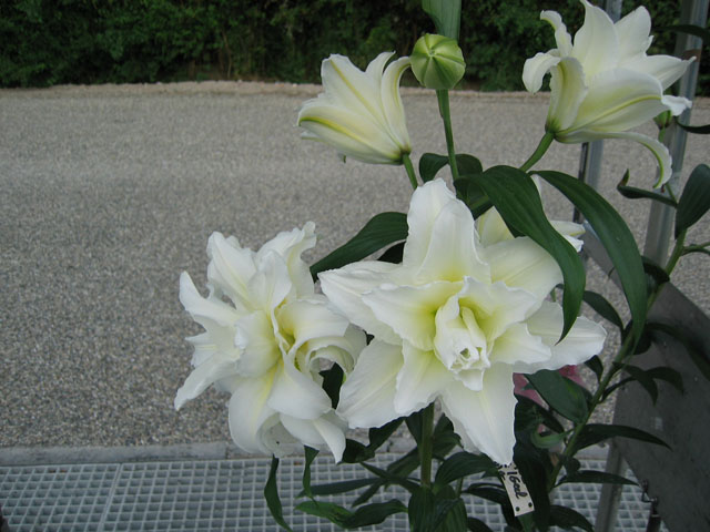 關(guān)于百合花種球花后養(yǎng)球喲