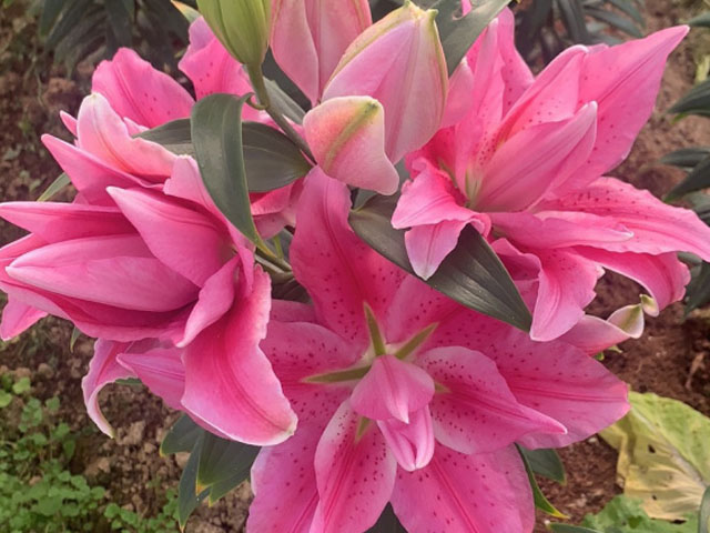 百合種球開花后的處理方法