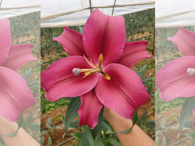 百合花種球種植對肥和光的要求