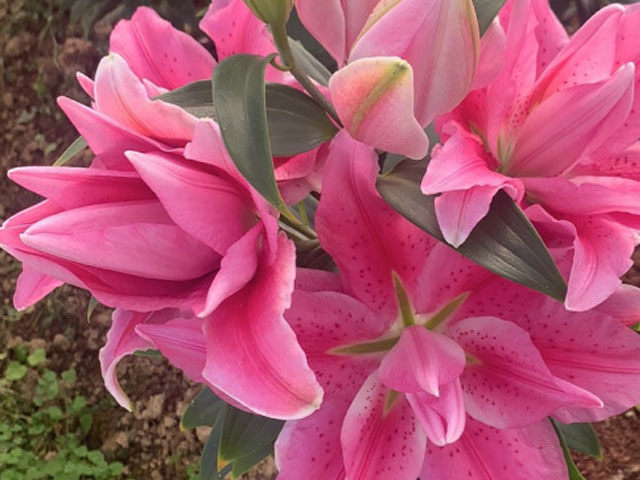 百合花種子什么地方批發(fā) 百合花種子什么地方批發(fā)