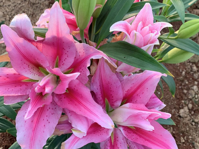 百合花種球哪里批發(fā)呢 百合花種球哪里批發(fā)呢