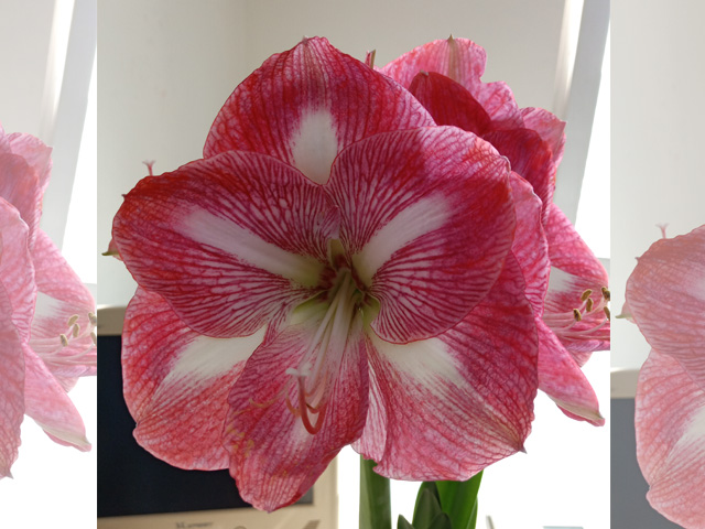 花美不遜郁金香的球根花卉朱頂紅 花美不遜郁金香的球根花卉朱頂紅
