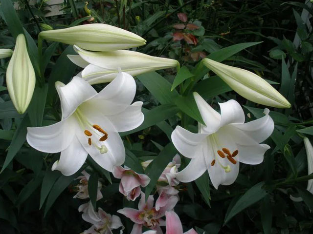 進(jìn)口百合花種球供應(yīng)商為您分享種球小知識