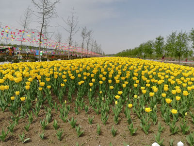 郁金香常規(guī)露地栽培技術(shù)
