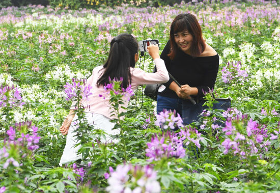 百合花節(jié)