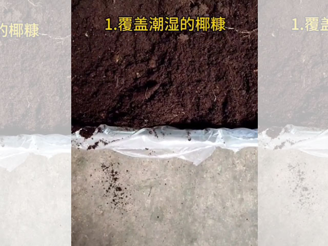 應(yīng)該怎樣儲存百合種球