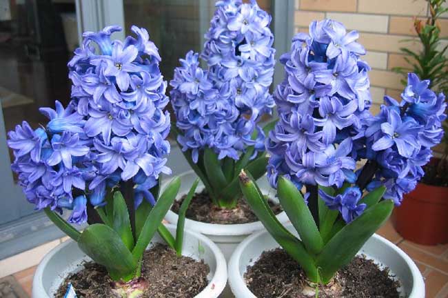 風(fēng)信子開花后怎么處理