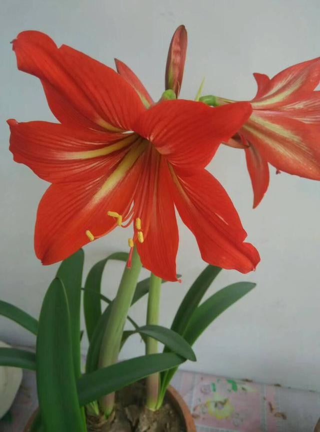立冬了，再說(shuō)說(shuō)朱頂紅的事