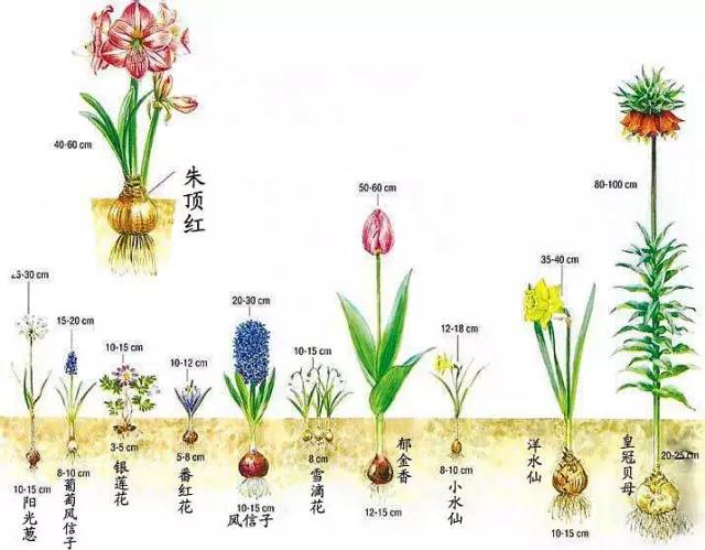 適合新手種植的球根花卉