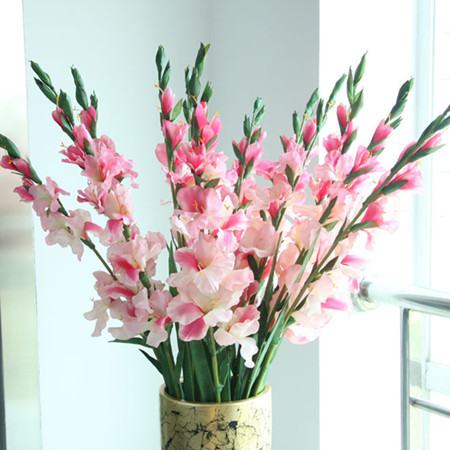怎樣讓唐菖蒲可以多開花？