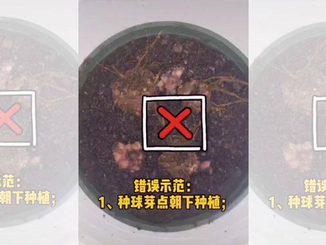 錯(cuò)誤示范 錯(cuò)誤示范