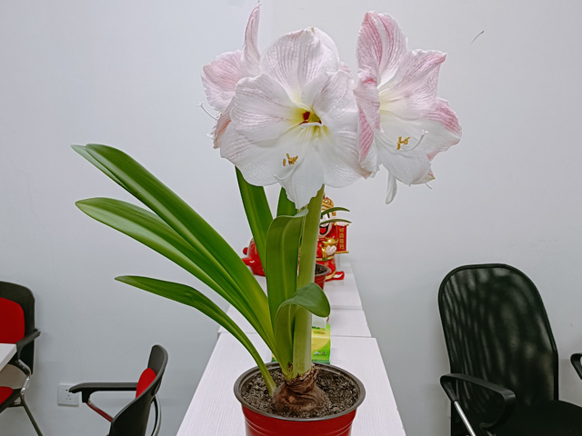 哪里批發(fā)大規(guī)格朱頂紅種球 哪里批發(fā)大規(guī)格朱頂紅種球