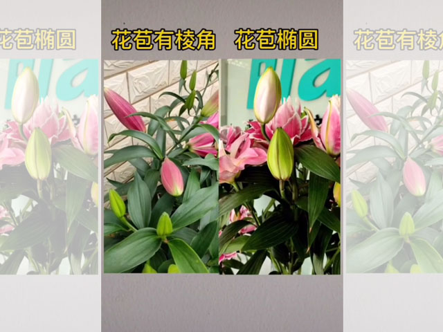 單瓣百合PK重瓣百合