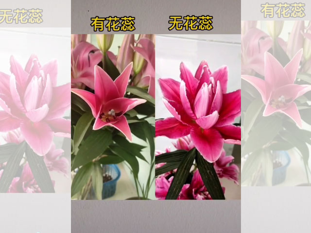 單瓣百合PK重瓣百合