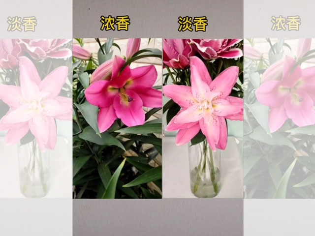 單瓣百合PK重瓣百合