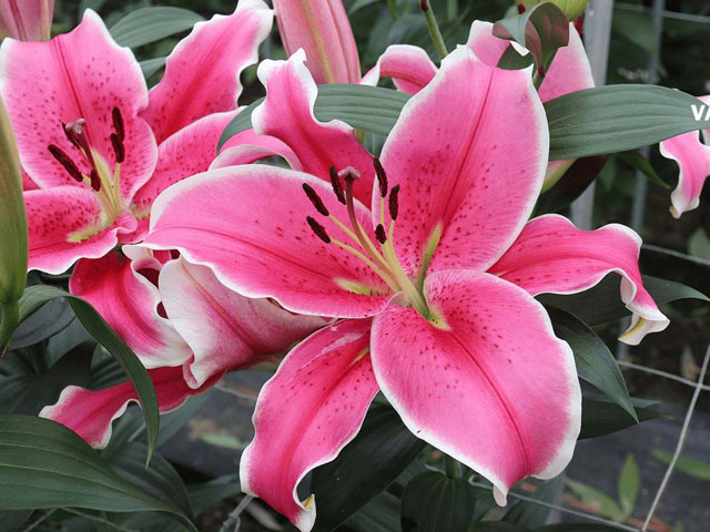 球根花卉百合種球篇