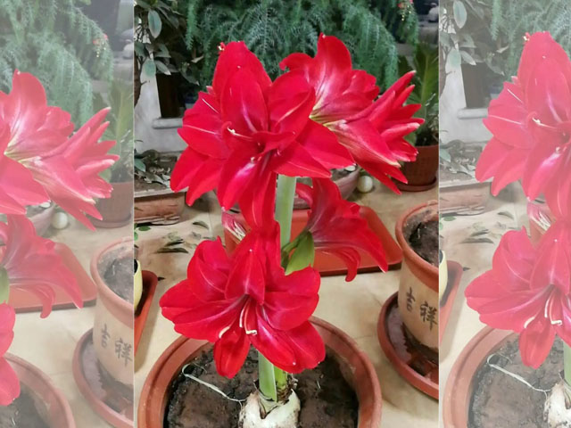 多年生球根花卉 多年生球根花卉