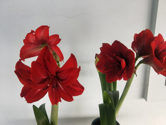 進(jìn)口朱頂紅冬季養(yǎng)殖注意事項(xiàng) 進(jìn)口朱頂紅冬季養(yǎng)殖注意事項(xiàng)