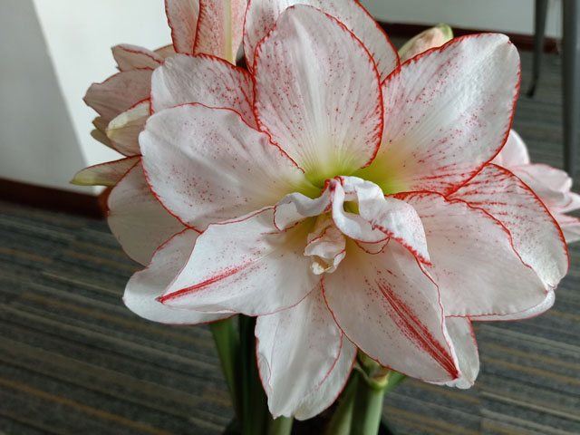 朱頂紅種球正確養(yǎng)護(hù)的方法 朱頂紅種球正確養(yǎng)護(hù)的方法