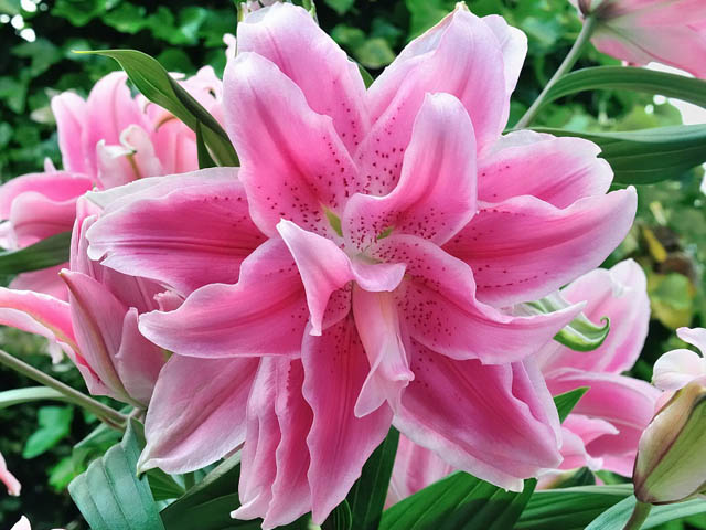 今年端午節(jié)送百合花